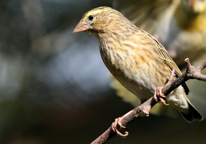 frieda 035.jpg - Suidelike Rooivink wyfie  kyk net na hulle lang tone..